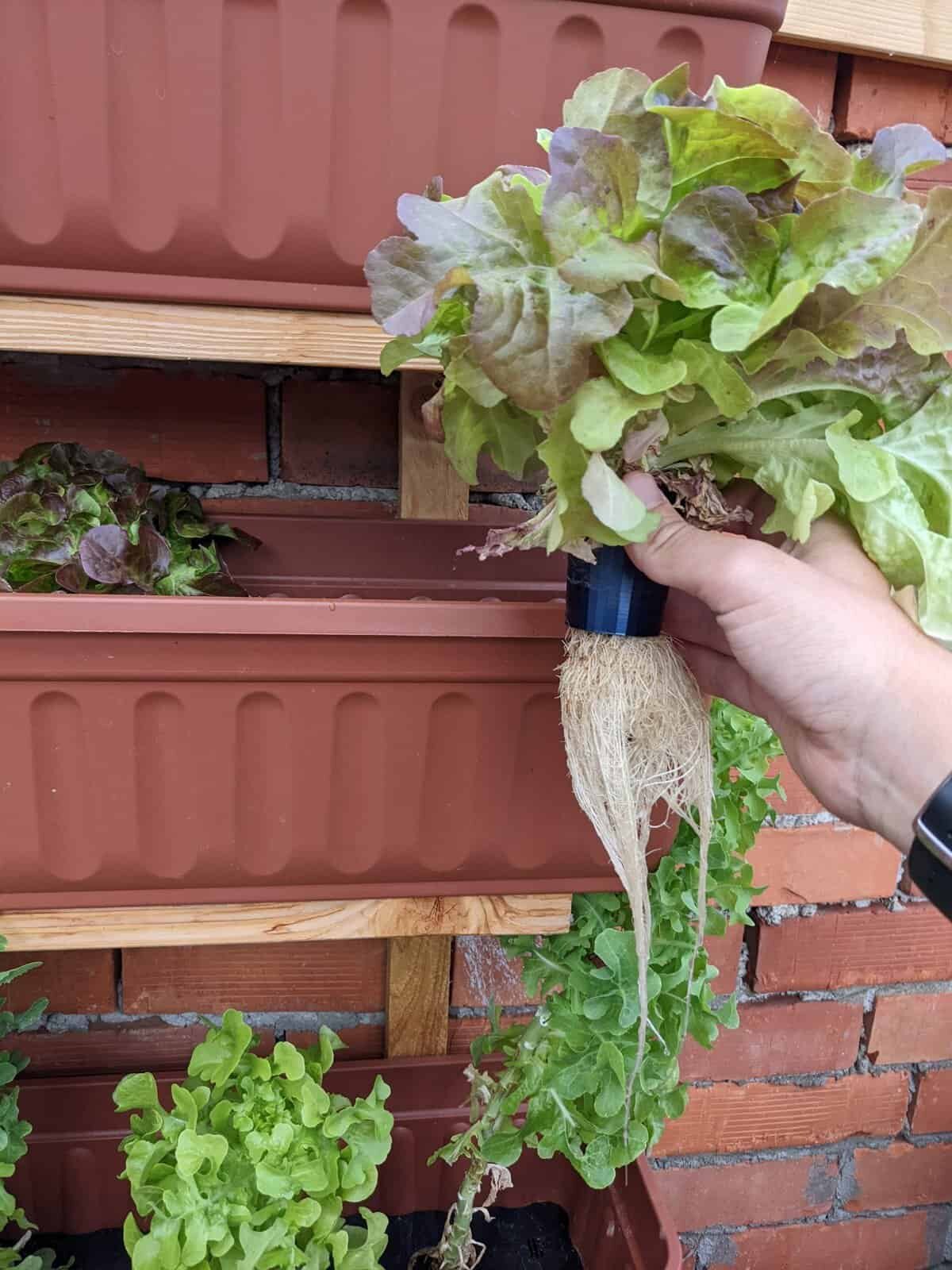 Hydroponics - mein einfaches Setup fr frischen smarten Salat - Smartebude